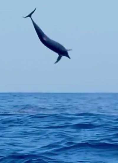 🔥 great leap of a dolphin