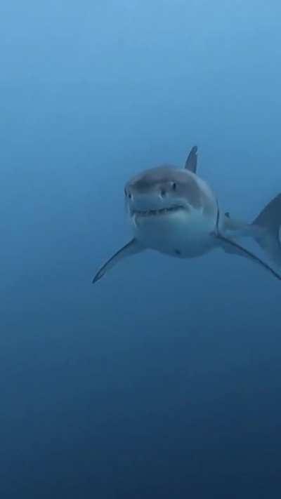 🔥 This gorgeous White Shark