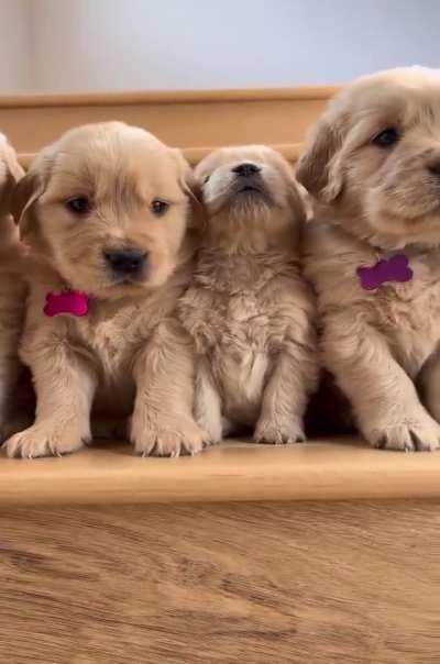 Golden Retriever puppies