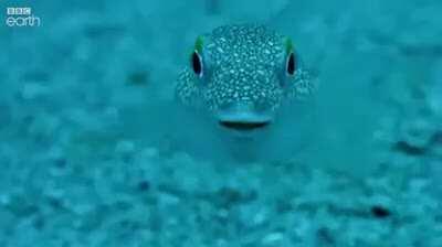 This amazing puffer fish! (Wait till the end. It's worth it, I promise.)