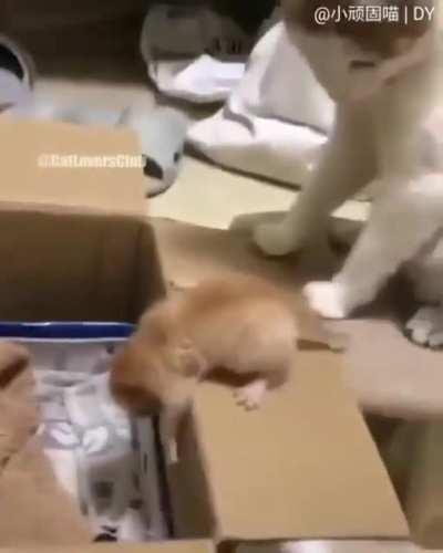 Mom cat pushing kitten into box