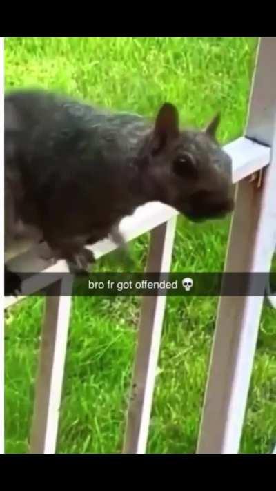 Squirrel offended.