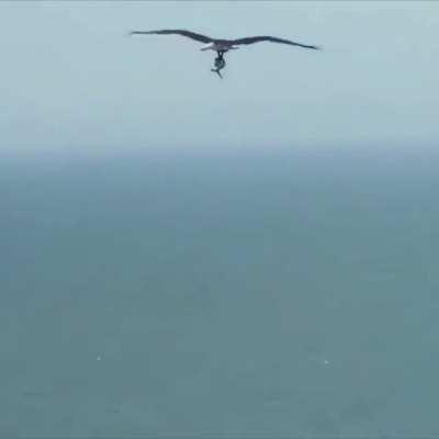 An osprey (nicknamed the “sea hawk”) carrying a live shark in Myrtle Beach, South Carolina