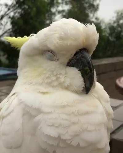 This is so peaceful (Sydneycockatoos)