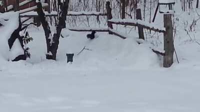 This funny squirrel is drunk as it has eaten a lot of fermented apples