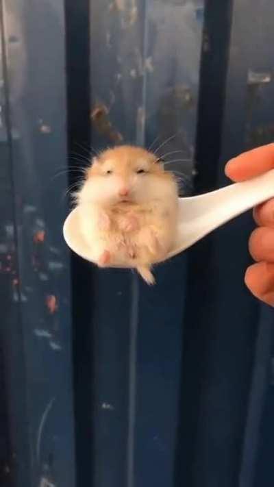 One spoon of hamster pls