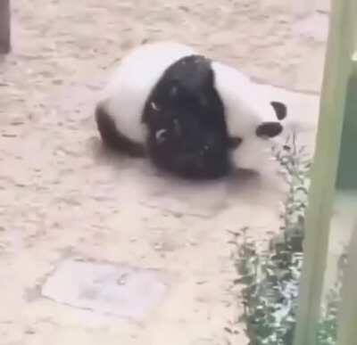 Panda having a blast rolling down