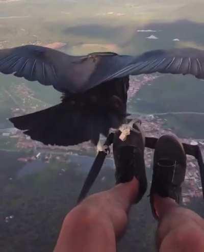 Parahawking is an activity that combines paragliding with falconry. Birds of prey are trained to fly with paragliders, guiding them to thermals. Parahawking was developed by British falconer Scott Mason in 2001.