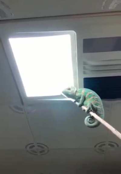 He puts chameleon on stick to get rid of fly