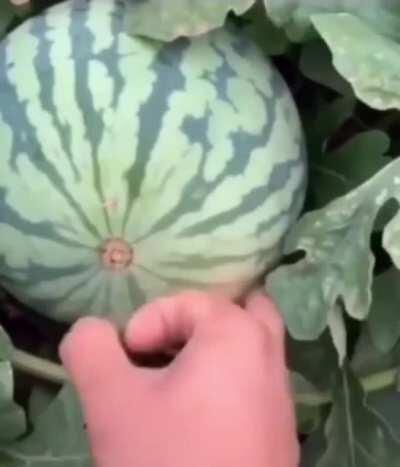 Cutting watermelon with toothpick(only works in cold temperature)