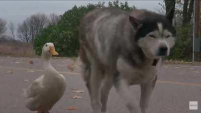 Just a positive post, dog and duck homies