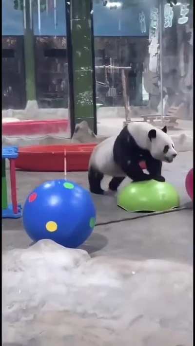 Pandas are natures toddlers😂😂