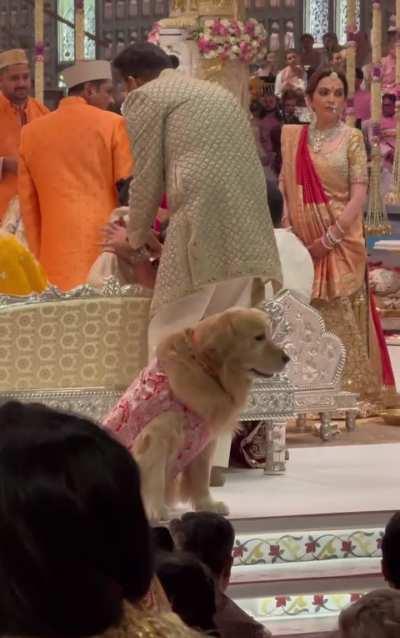 Ambaniyon ka kutta, wish we could have a ddd style commentary from it