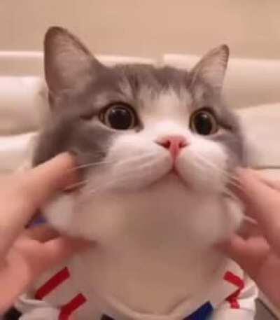 Cute cat