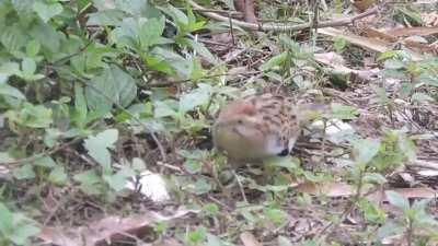 This is the Saci, a common bird in Brazil. They have some interesting moves.