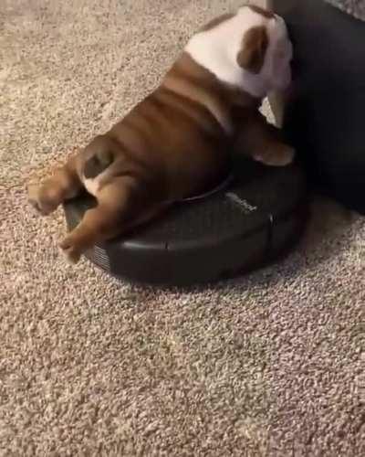 Those little bulldog legs