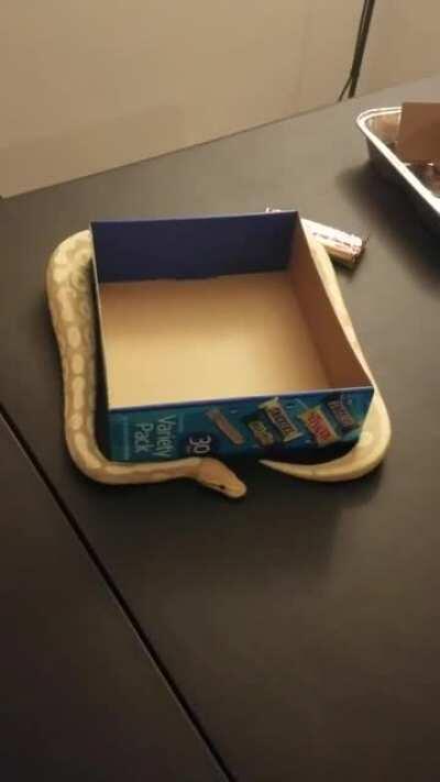 Boop boop boop... snek is loading