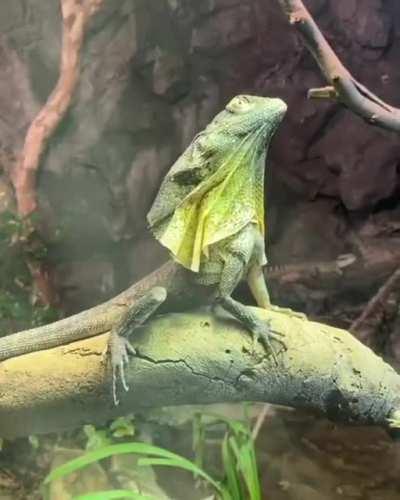 🔥 Frilled-Neck Lizard