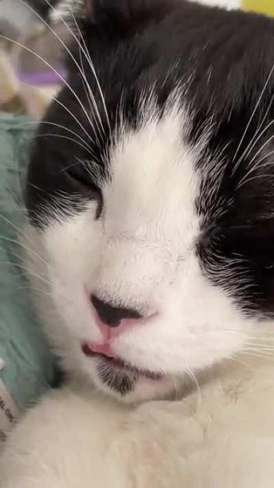 Wiggly blep.