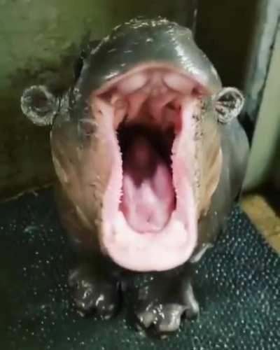 Yawning baby hippo