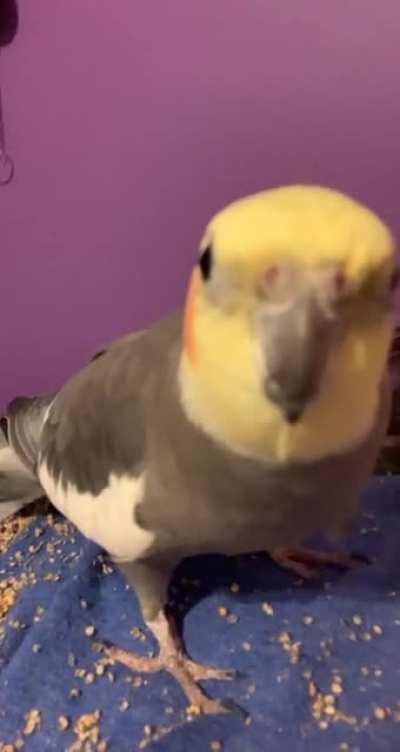 Didn’t know cockatiels could see their self in a phone screen!