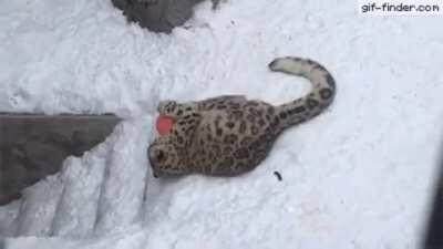 This is why snow leopards are endangered