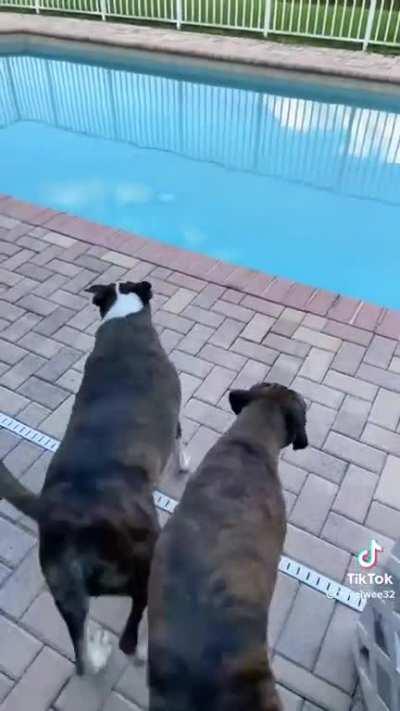 Dogs' first swimming pool