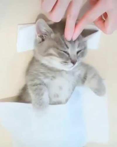 This kitty receiving a massage