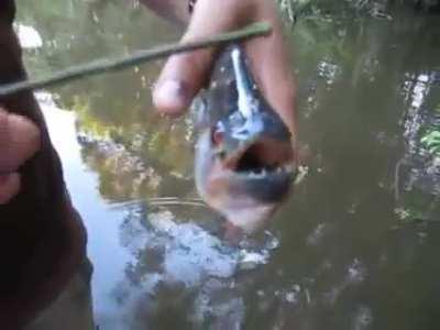 Using a piranha as scissors