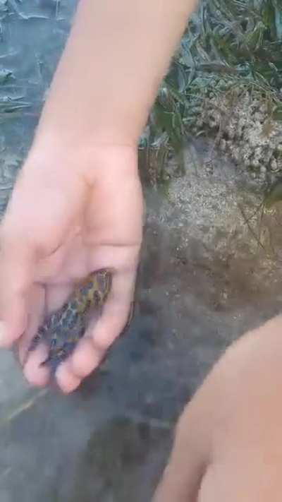 Mom films her child showing off the most venomous octopus to the camera. 