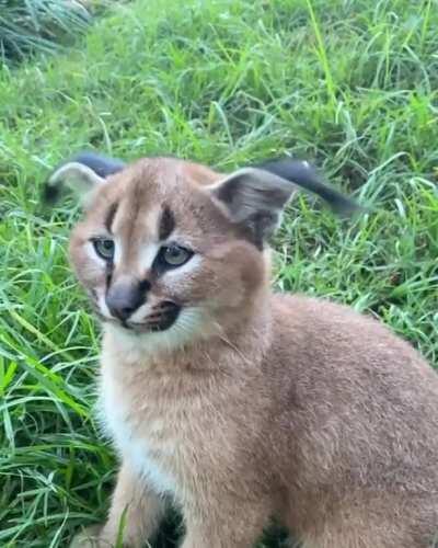 The way this caracal flicks her ears