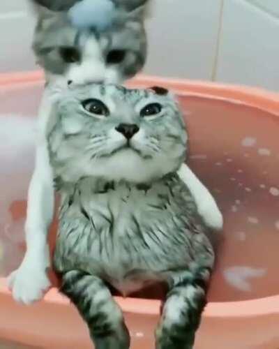 Two kittens taking a bath. And the wink at the end!