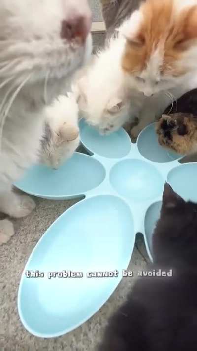 this woman built an apartment for cats in winter