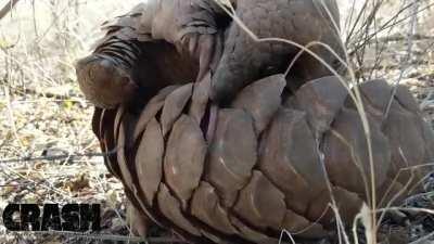 The tongues of pangolins average at 16 inches, Longer than their entire body!