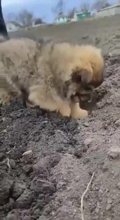 Puppy helps in planting potatoes