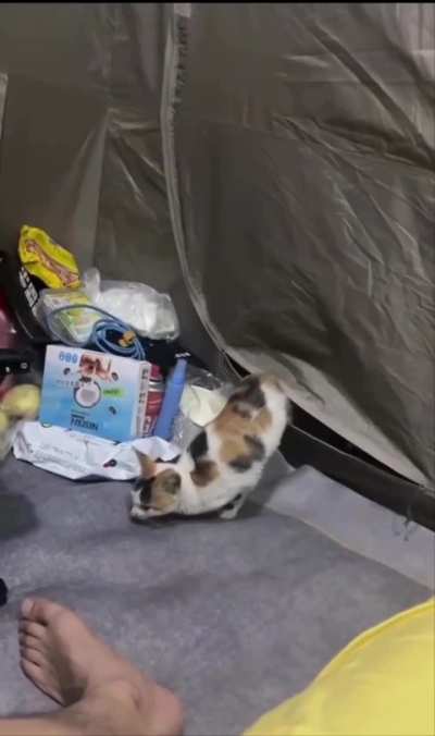 Did a cat come into your tent? It's your cat now, live with it.