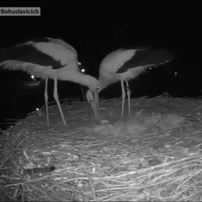 🔥 A stork couple celebrating their first egg (Sound on)