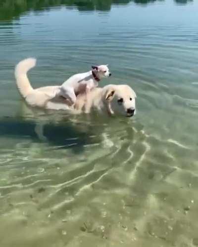 Dog overboard