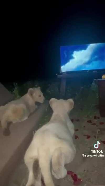 Lions watching The Lion King