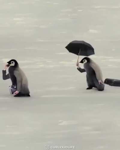 Blursed business penguins