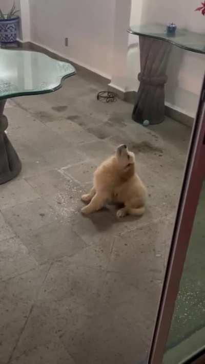 Puppy’s reaction to the rain.