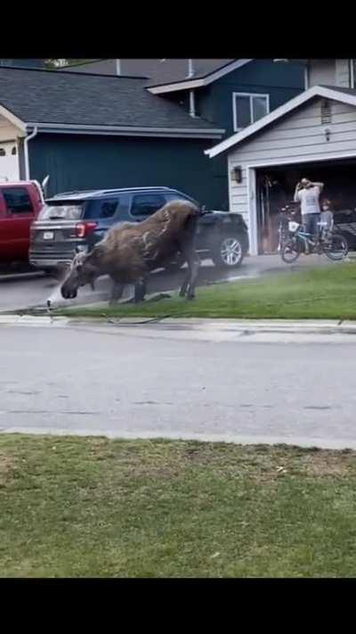 🔥 Momma moose using a sprinkler to cool off