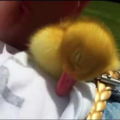 Sleepy Duckling...