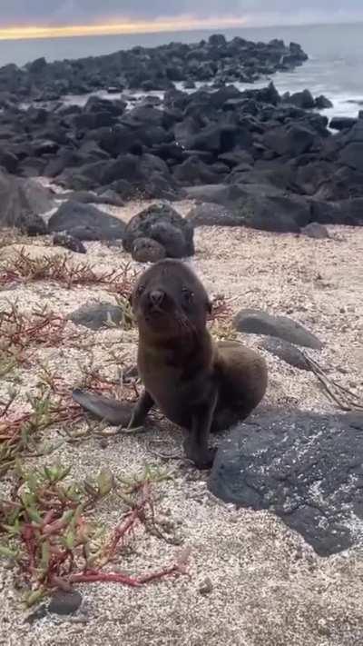 The Little Squeak Of A Baby Seal