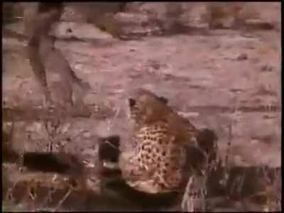 Stealing a meal from two wild cheetahs.