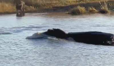 Hippo attacks 3 lions crossing the river