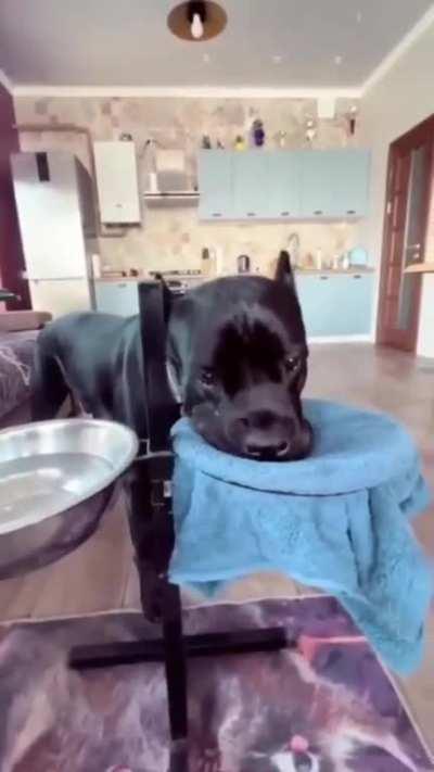 This good pup wipes his face after drinking water