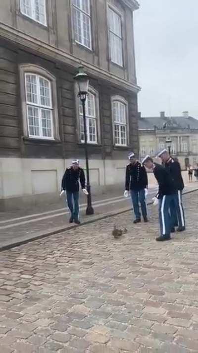 Danish royal lifeguard escorting ducks to safety