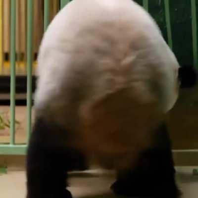 Baby Panda Is Reunited with Mom After A Check-up