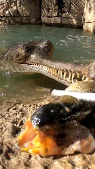 🔥The gharial (Gavialis gangeticus)